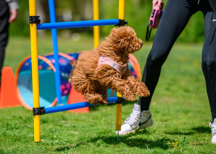 Szeretlekgazdi_250413_Happylity_163