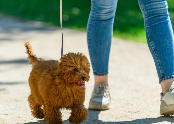 Szeretlekgazdi_250531_csoport2_124