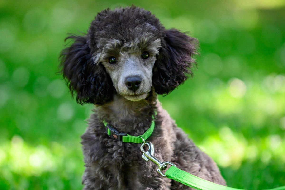 Szeretlek Gazdi Kutyatréning - Kutyaoktatás pozitív megerősítéssel, erőszakmentesen. Kölyökkutya, Városi kutya, egyéni kutyaoktatás, Trükkmester és Happility agility kurzus. Szeretlek Gazdi Kutyatréning - Sápi Anna kutyatréner. Láthatatlan Póráz Módszer