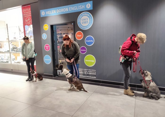 Városi kutya kurzus, kutyás oktatás, kutya tanfolyam Budapest, kutyaiskola