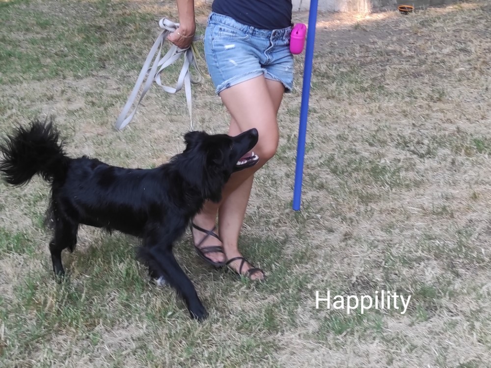 Happyility, a boldog kutya agility. Agility kurzus láthatatlan póráz módszerrel. Játékos kutyaoktatás. Sápi Anna Kutyatréner, kutyaoktató
